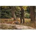Грабли FISKARS Solid для листьев XL [1063090]