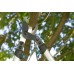 Сучкорез GARDENA Premium 700 B [08710-20.000.00]